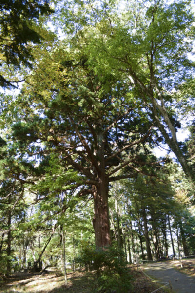 藤原家隆お手植えと伝わる樹齢800年の古木「従二位の杉」 ©ふくしまの旅