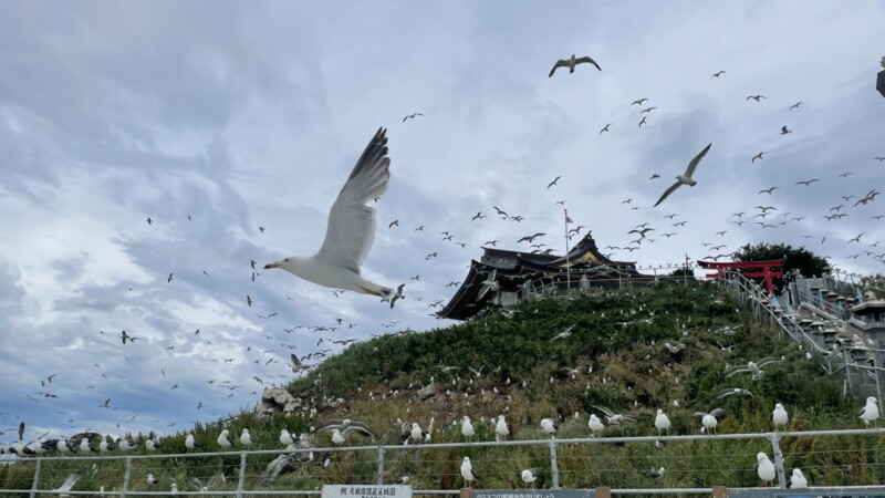 蕪島のウミネコ