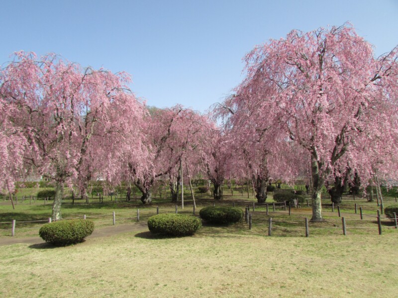 米内浄水場のしだれ桜
