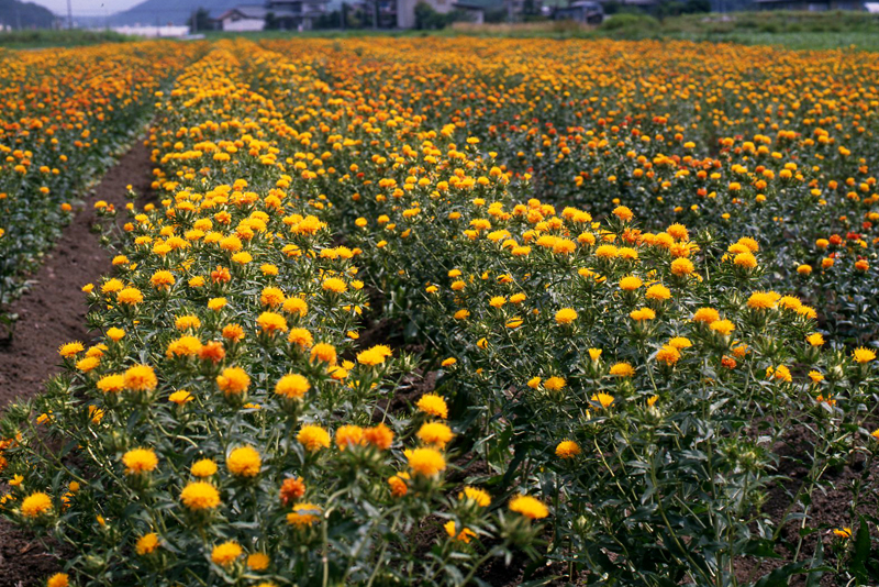 A field of safflower. Photo location: Tendo City ©Yamagata Prefecture