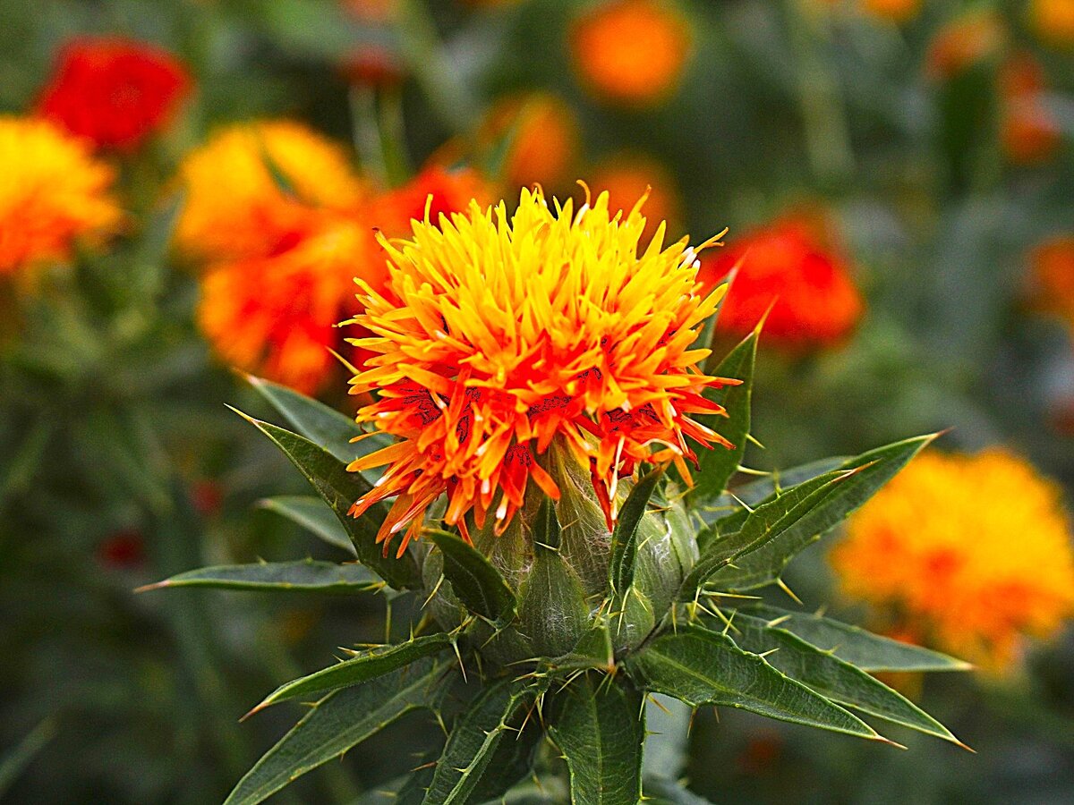 Mogami safflower
