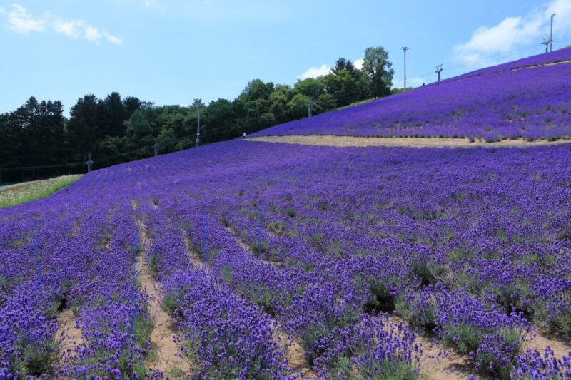 Nakafurano Lavender Garden