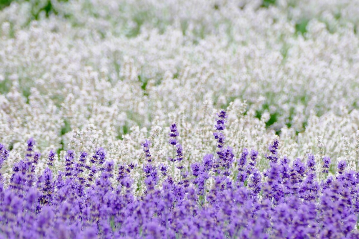 Lavender at Misato Town Lavender Garden