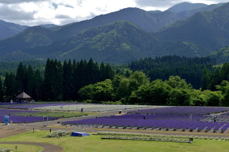 Misato Town Lavender Garden