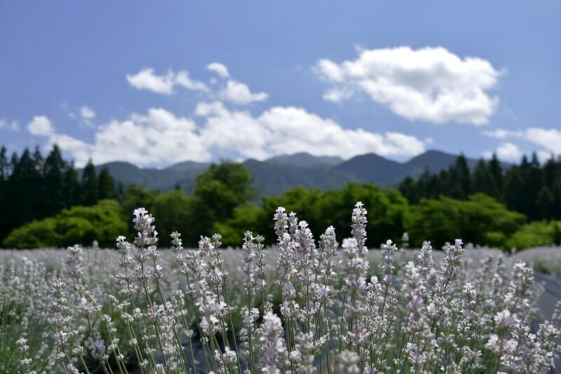White lavender at Misato Town Lavender Garden