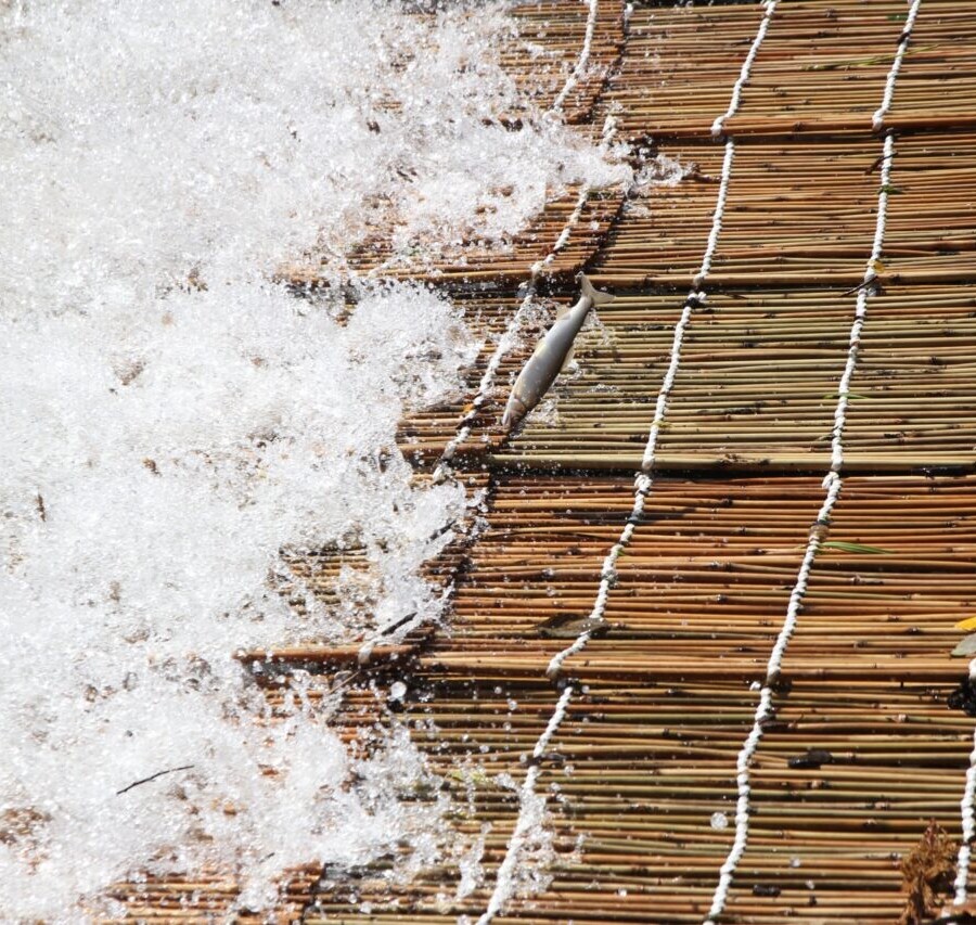 Ayu à Yanaba dans le parc Shirataka Yana (Ayu Chaya)