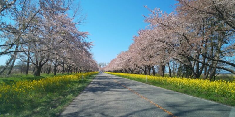 大潟村|桜・菜の花ロード
