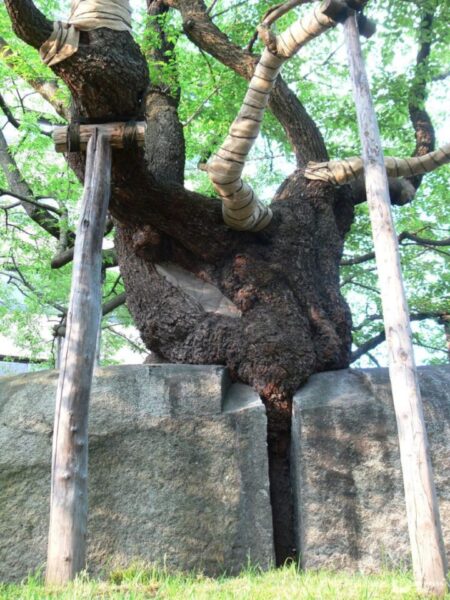 石割樱