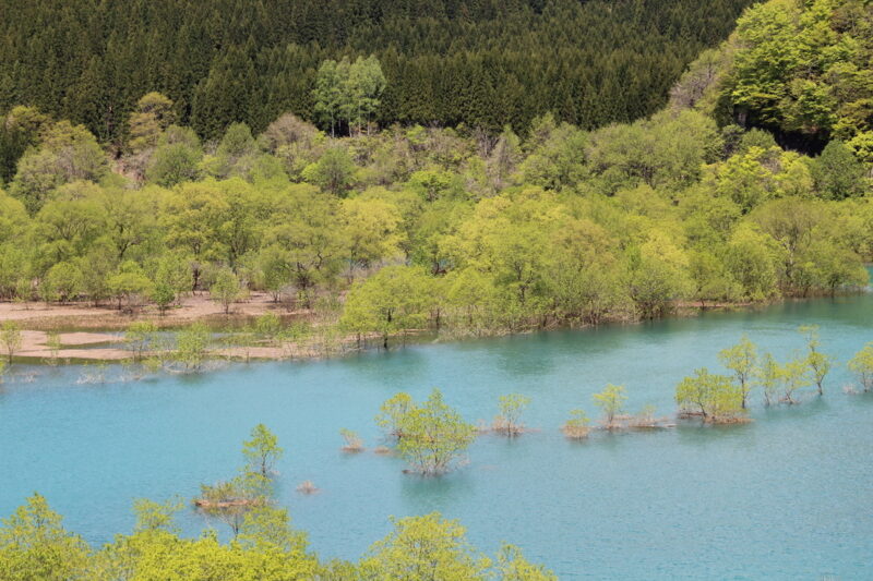 Submerged forest of Lake Akiogi (upstream area)
