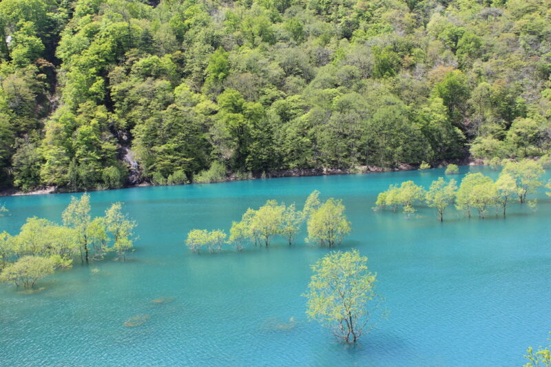 Submerged forest of Lake Akiogi (downstream side)