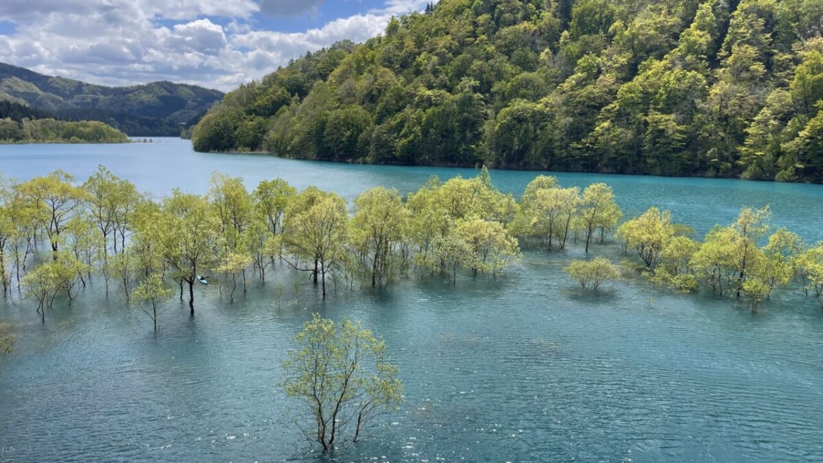 Submerged forest of Lake Akifan