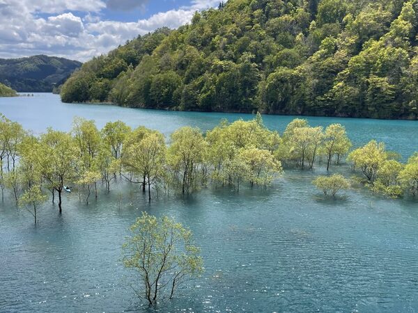 秋扇湖の水没林