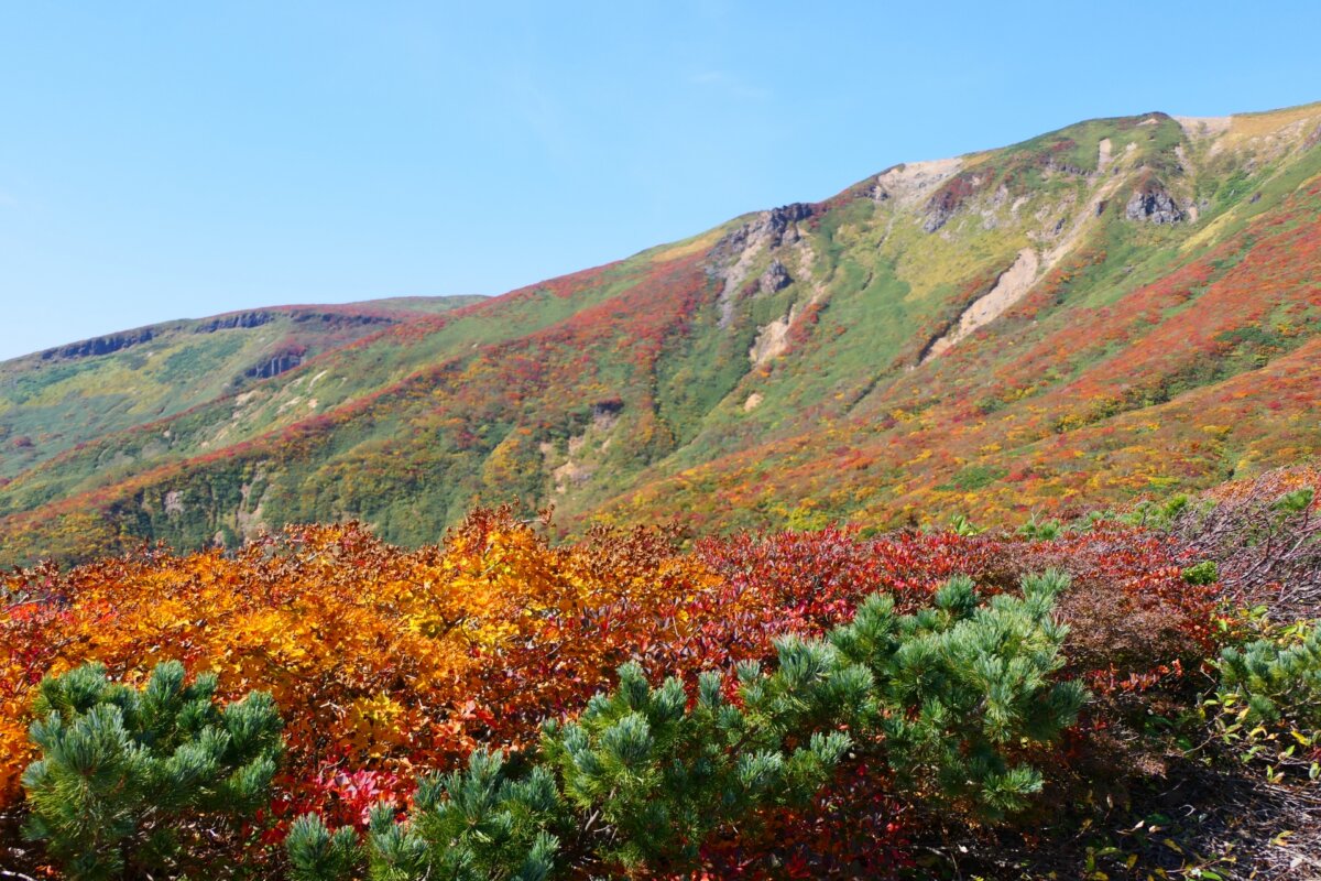 Autumn leaves of Mt. Kurikoma