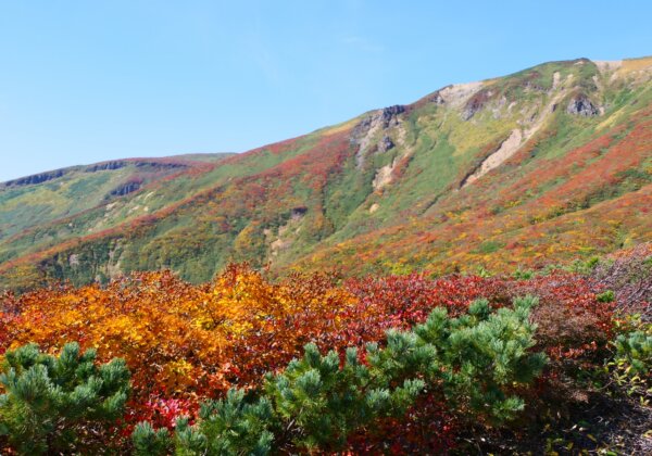 Autumn leaves of Mt. Kurikoma