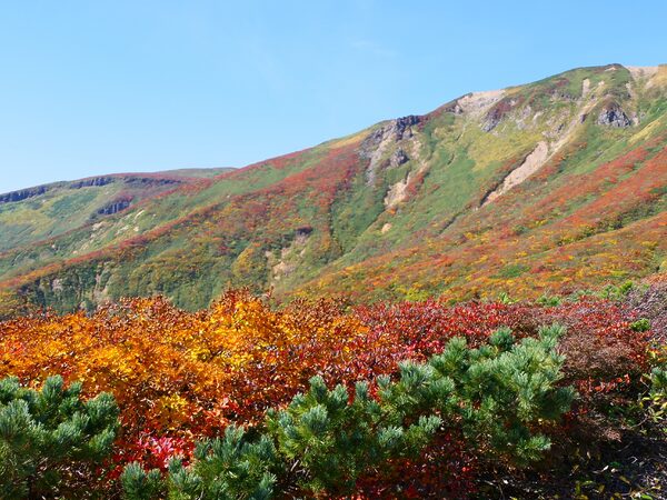 쿠리코마산의 단풍