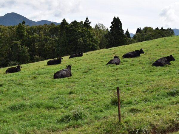 Gassan Plateau