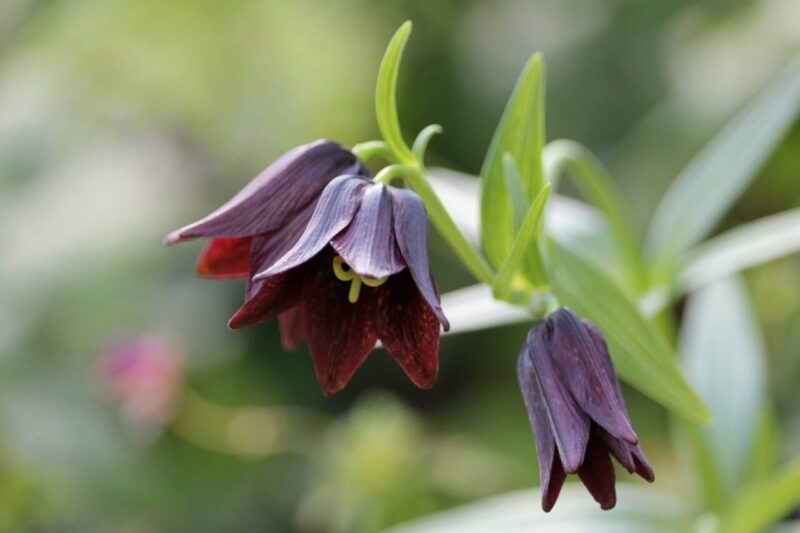 black lily