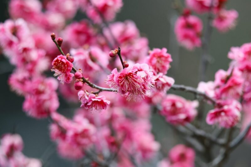 plum
