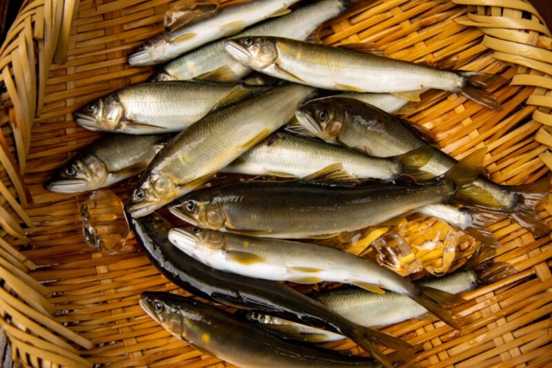 sweetfish