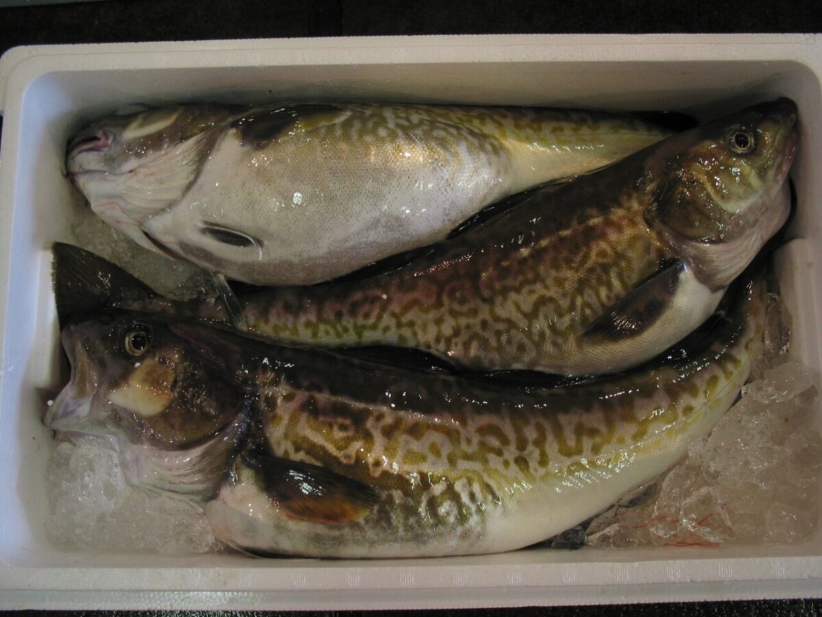Bacalao