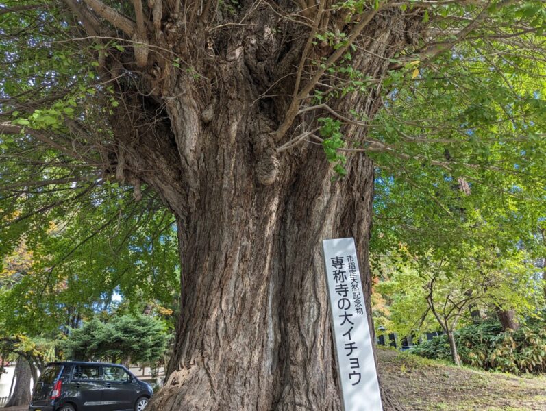 専称寺(大イチョウ)