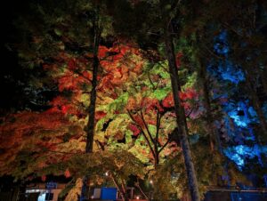 瑞巌寺夜間参拝（紅葉のライトアップ）