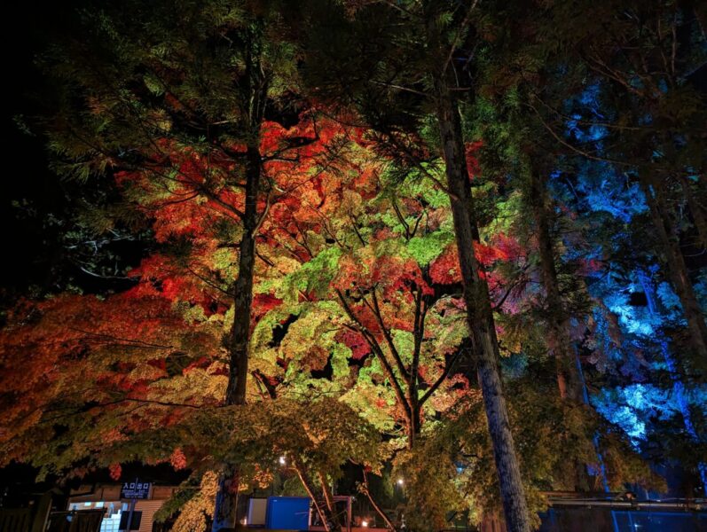 瑞巌寺夜間参拝(紅葉のライトアップ)