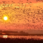 Oiseaux migrateurs à Izuuma