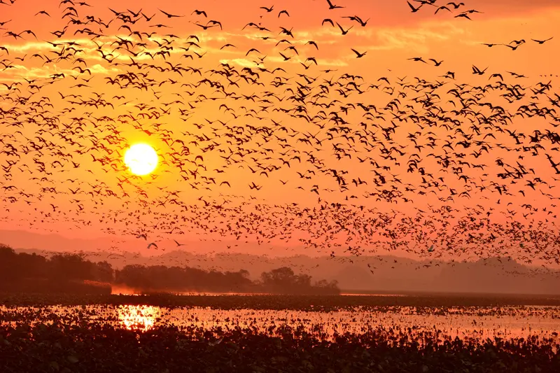 Oiseaux migrateurs à Izuuma