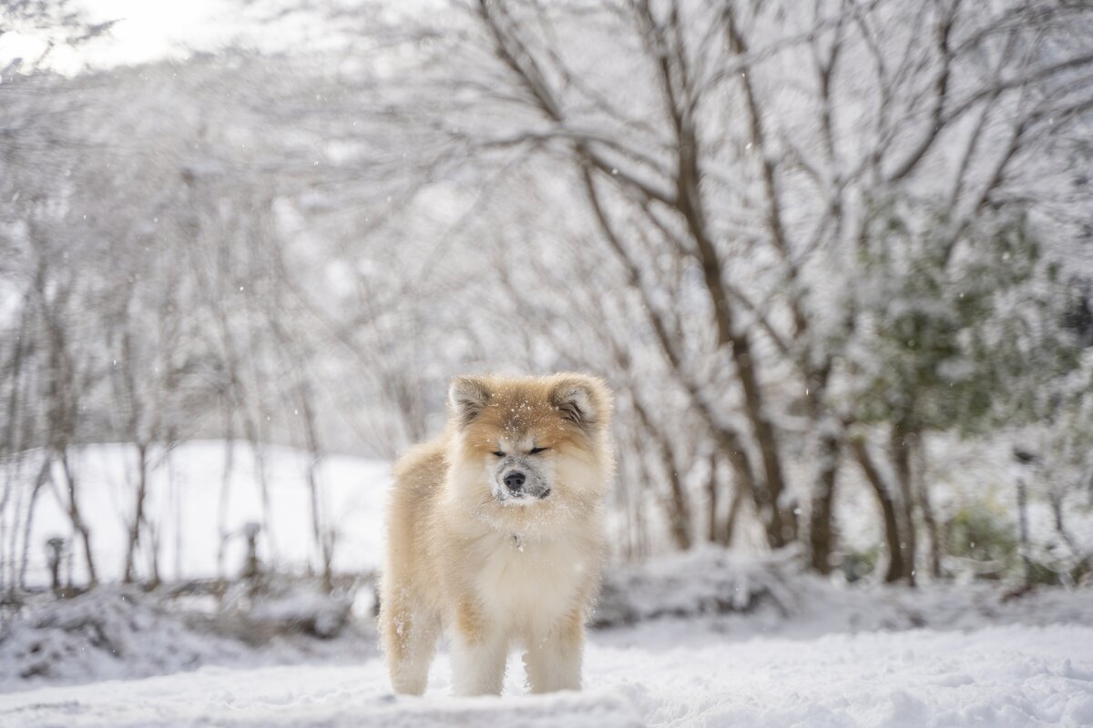 秋田犬