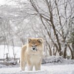 秋田犬