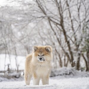 perro akita
