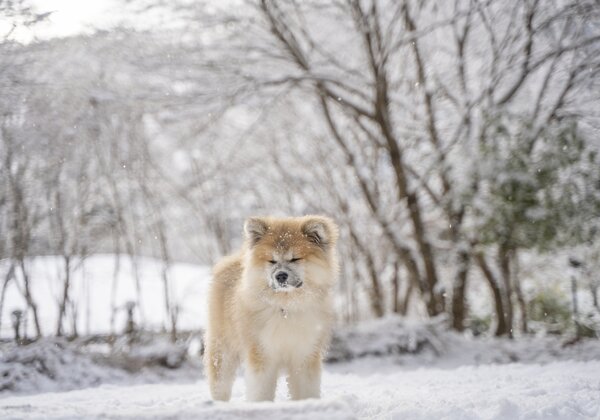 perro akita