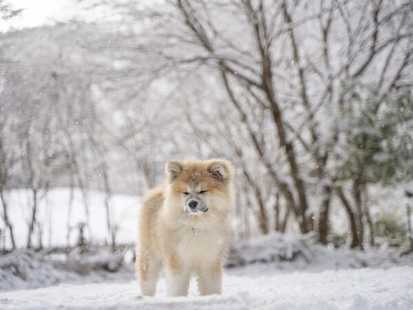 秋田犬