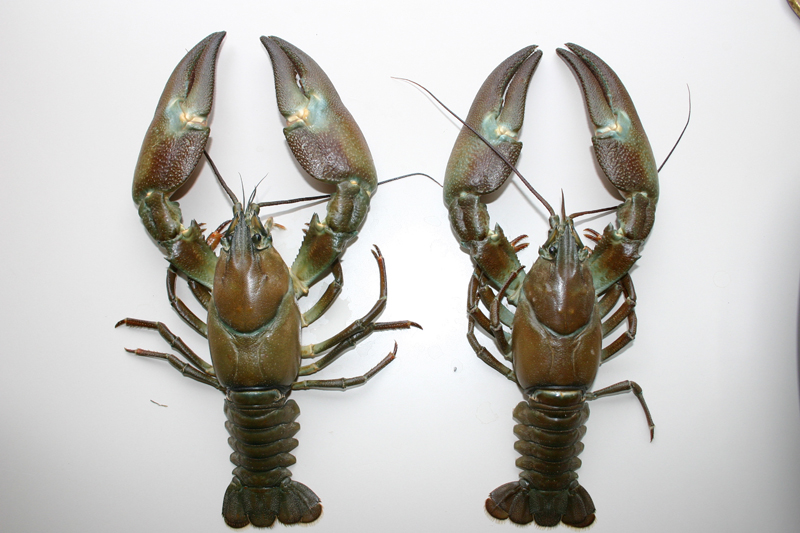 食用として輸入され、摩周湖で養殖が始まったウチダザリガニ ©環境省外来種写真集