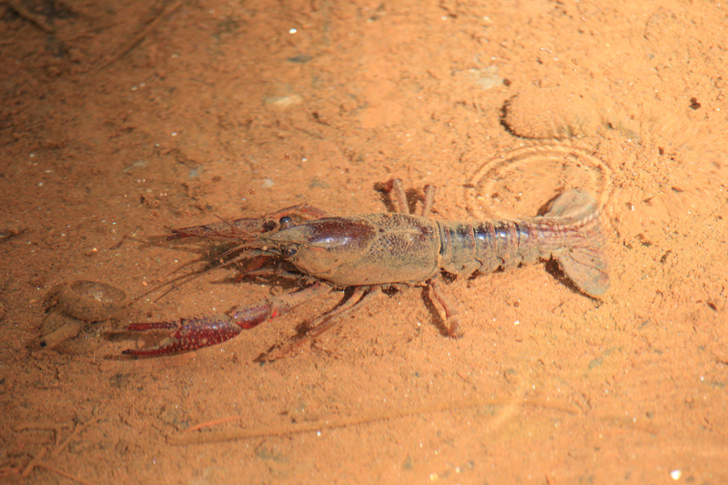 劣悪な条件でも生息できるアメリカザリガニ