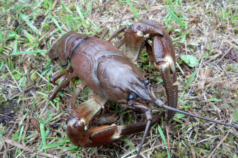 共食いは日常茶飯事。凶暴極まりないウチダザリガニ ©環境省外来種写真集