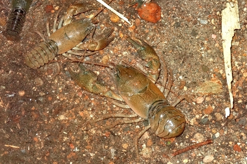 きれいな水でしか生きられないニホンザリガニ ©大館市