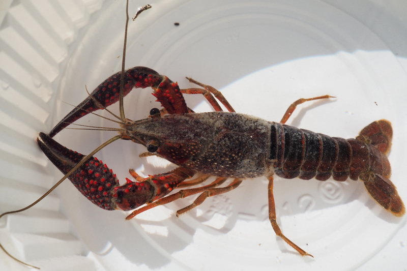 ウシガエルの養殖場から逃げ出し全国に広がったアメリカザリガニ