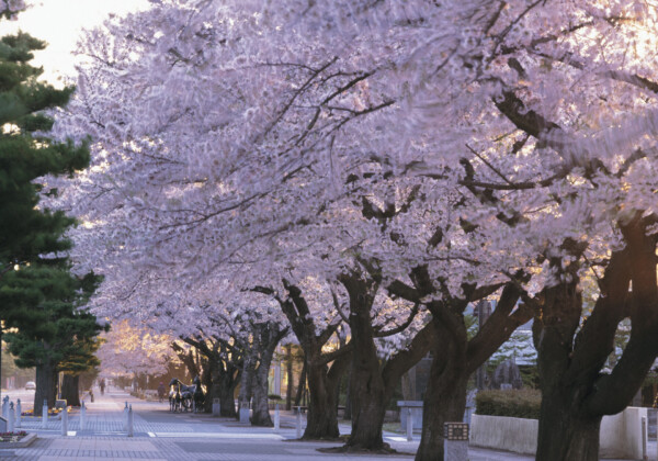 官庁街通りの桜