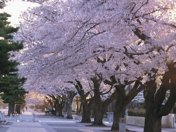 官庁街通りの桜