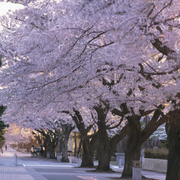 官庁街通りの桜