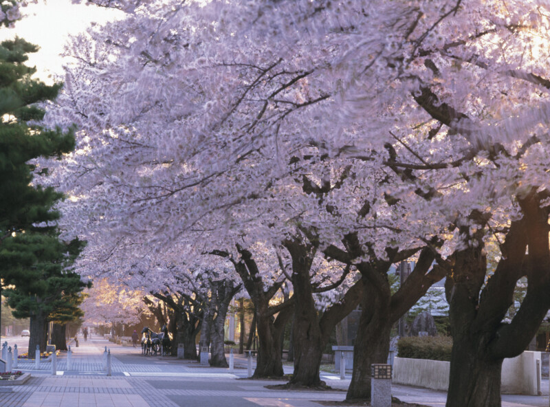 Cherry blossoms on Kanchogai Street