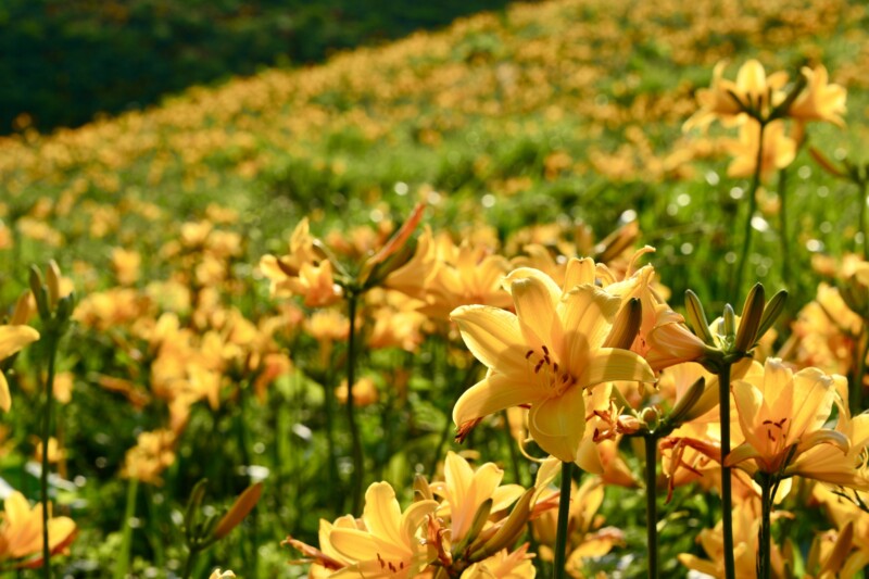 飞岛黄花菜