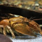 Brown crayfish with long antennae under a log in an aquarium setting on a rocky substrate