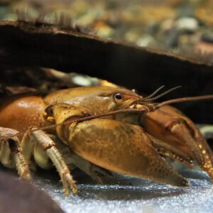 Brown crayfish with long antennae under a log in an aquarium setting on a rocky substrate