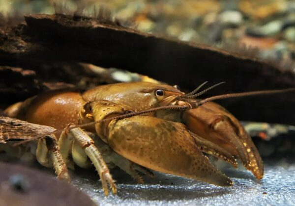 Brown crayfish with long antennae under a log in an aquarium setting on a rocky substrate