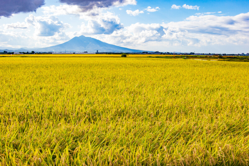 岩木山と田園