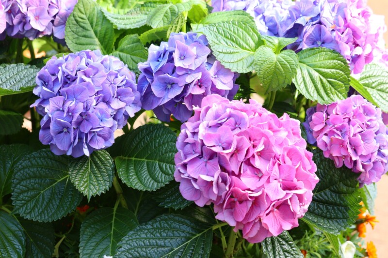 紫陽花 (자줏빛 자, 핑크 홍)