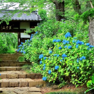 四福寺的绣球花